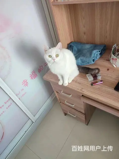 猫猫 - 图片 1