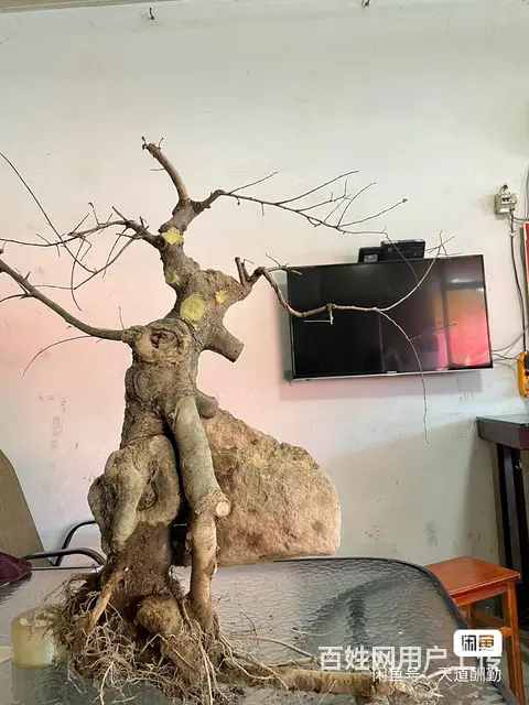 金豆盆景转让榆树盆景转让 - 图片 5
