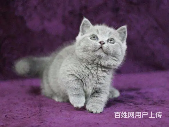 湖州自家繁殖蓝猫大包子 五短身 活泼可爱 - 图片 3