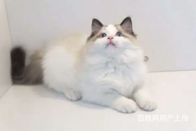 那有布偶猫卖的 蓝双色 开脸正波斯系多少钱 - 图片 3