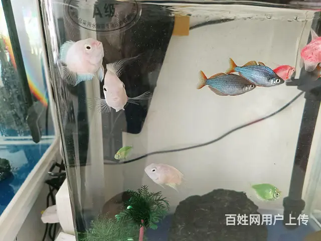 【搞定了！】鹦鹉鱼出售 - 图片 4