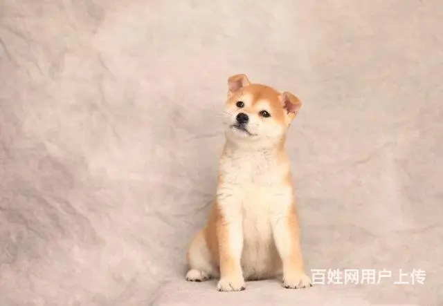 纯种日本柴犬多少钱 北京哪里有卖柴犬 纯种柴犬价格 - 图片 4