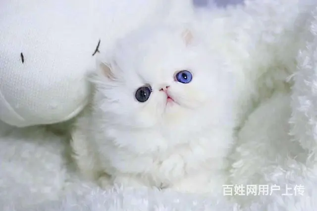 哪里有波斯猫卖的 波斯猫猫价格 波斯猫寿命 - 图片 1