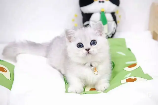 曼基康矮脚猫多少钱 拿破仑好养吗 矮脚拿破仑照片 - 图片 3