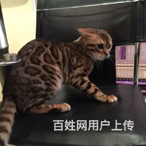 哪里有孟加拉豹猫卖的  孟加拉豹猫买卖 - 图片 8
