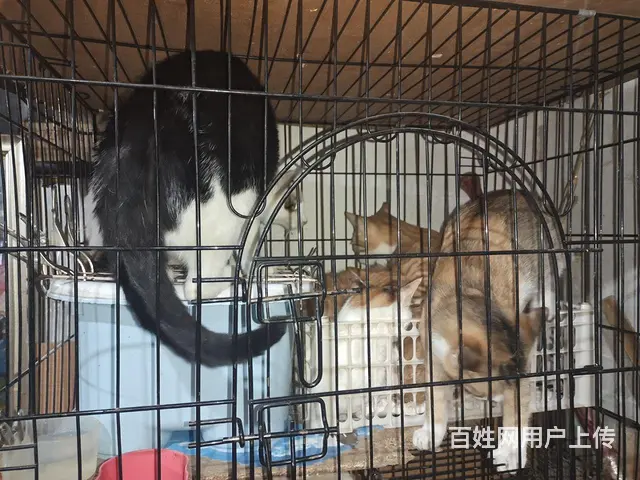 狸花猫 - 图片