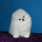 萌宠博美犬 高贵华丽 哈多利博美 购买保障