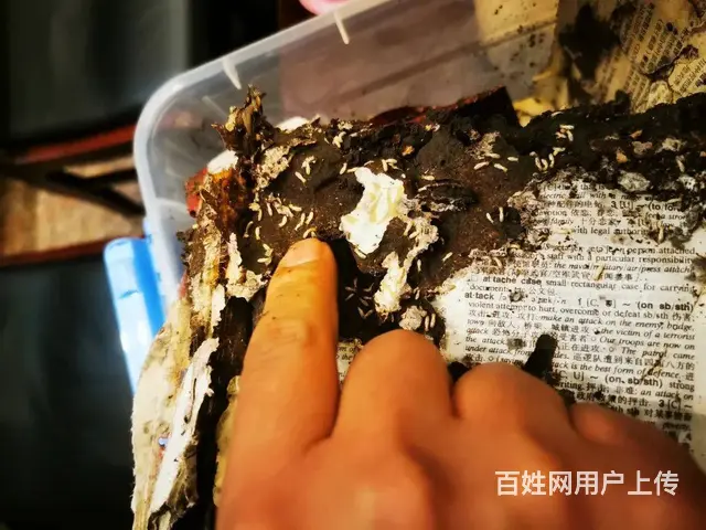 广州灭白蚁公司，去除白蚁窝，家里除白蚁 - 图片 5