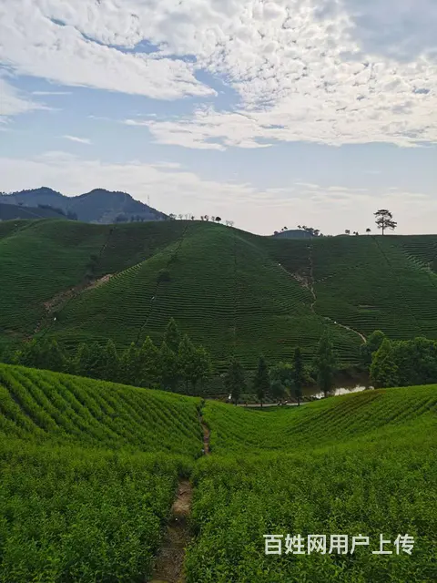 暴雨过后 旱情有所缓解 小戴白茶 自产自销 - 图片 6