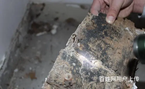 德阳灭飞蚂蚁白蚁防治黑色翅膀白蚁 - 图片 2
