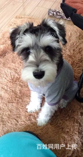 广州哪里买狗有保障 迷你雪纳瑞幼犬 多窝挑选保健康 - 图片 10