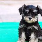 大连雪纳瑞犬舍基地常年出售纯种雪纳瑞双血雪纳瑞幼犬