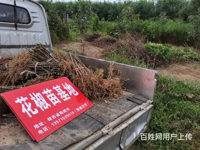 倒闭低价出售 韩城无刺黄盖花椒树苗基地 - 图片 1