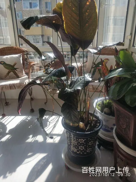 家庭花草出售，喜欢商量。 - 图片 6