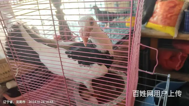 观赏哥鸽 - 图片 2
