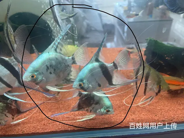 自己繁殖的燕鱼 - 图片 1