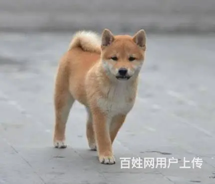北京哪里有卖柴犬的 纯种日本柴犬多少钱一只 - 图片 3