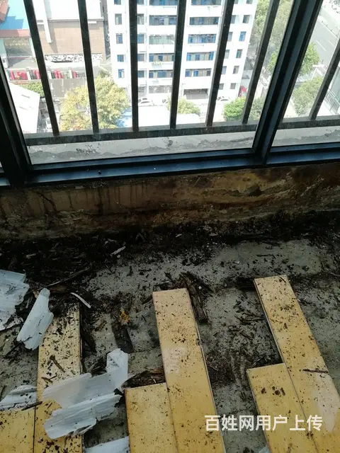 德阳灭鼠除蟑螂公司白蚁防治灭白蚁飞蚂蚁 - 图片 2