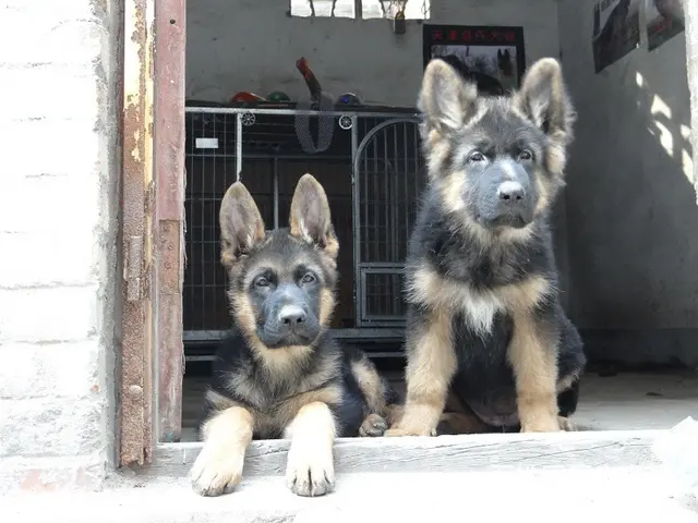 精品德国牧羊犬、黑神、千万等名犬血系、可视频 - 图片 1