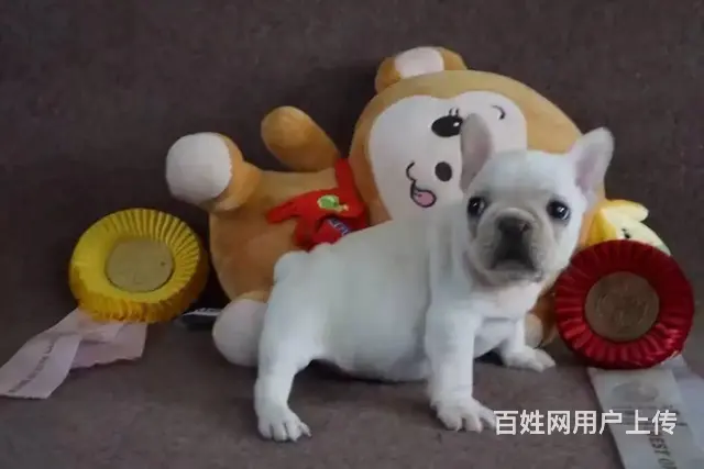 纯种赛级法国斗牛犬 保证品质一流 三年联保协议 - 图片 3