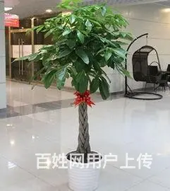 合肥开业花篮/合肥鲜花绿植/合肥开业发财树/金钱树 - 图片 1