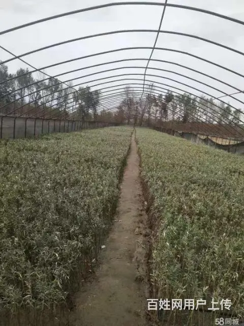 全疆苗木种植花卉种子批发 - 图片 6