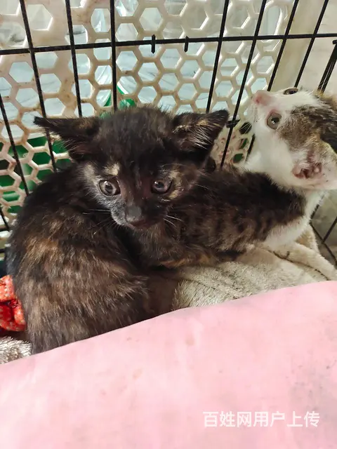 流浪猫寻有缘人不求富贵但求相守 - 图片 4