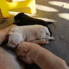 拉布拉多幼犬3只价格好说