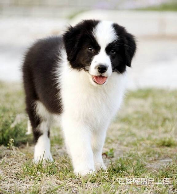 赛级精品边牧幼犬出售 金色边牧价格 可来犬舍挑选的图片