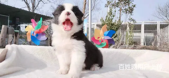 宿迁益帆边境牧羊犬犬舍，共克疫情，平安度过 - 图片 7