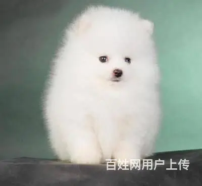 现在哪有卖博美犬的 博美犬都有多少钱的 - 图片 8