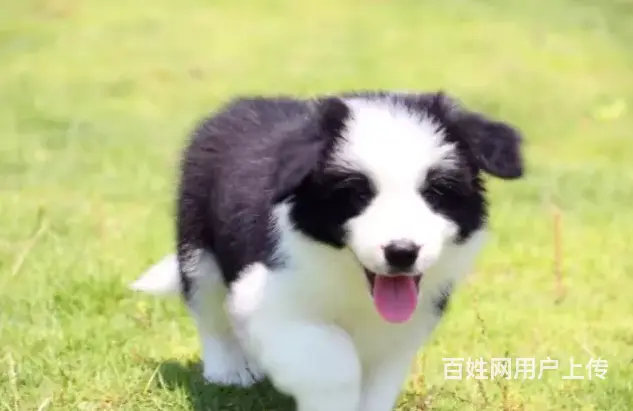 承德边牧怎么卖 纯种边牧 疫苗齐全 - 图片 2