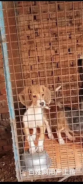 出售嗅觉犬比格 - 图片 2
