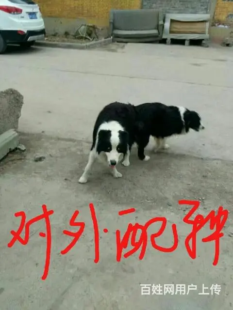 边牧配种 - 图片 1