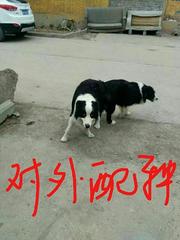 边牧配种