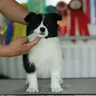 台州上哪里买边牧比较好，上哪里可以买到边牧