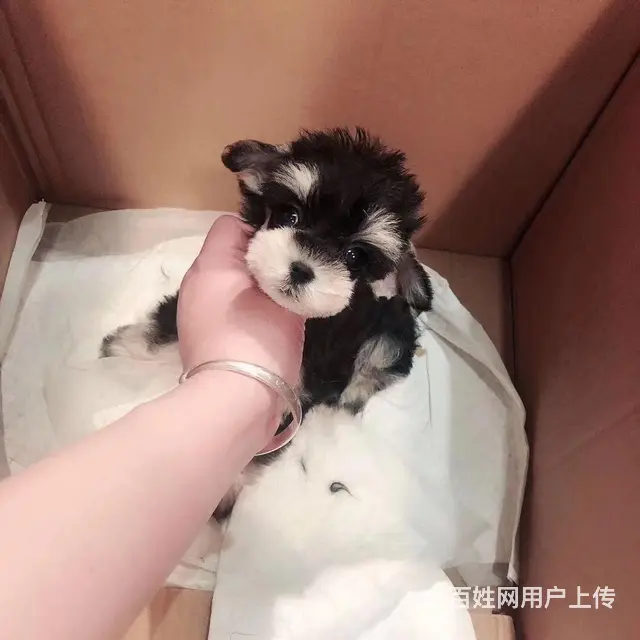 宿州如何挑选纯种雪纳瑞，雪纳瑞靠谱商家 - 图片 12