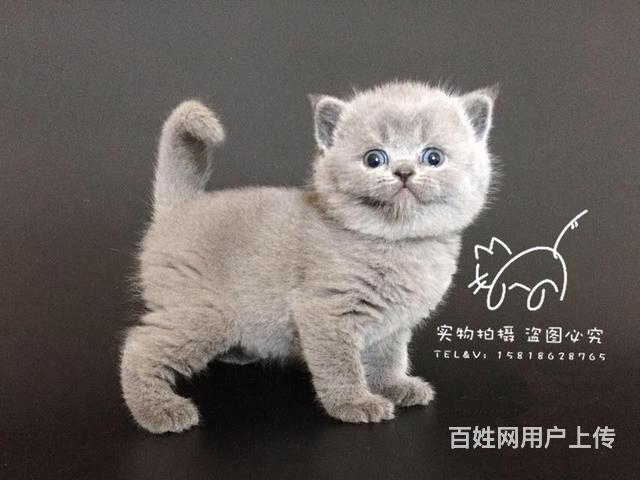 许昌哪里有卖纯种蓝猫的猫场基地，本地蓝猫价格的图片