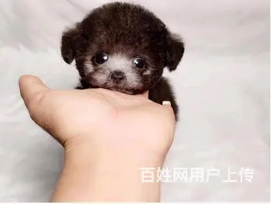 承德泰迪多少钱一只 泰迪价格 茶杯犬泰迪 - 图片 4