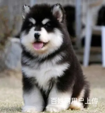 纯种阿拉斯加幼犬 黑十字架脸,大骨量大毛量犬舍直销 - 图片 9