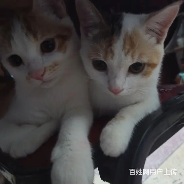 免费送 - 图片 4