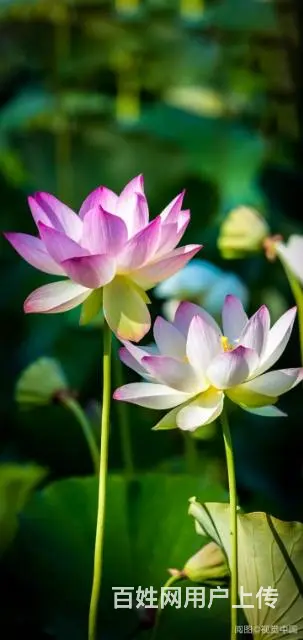 理光打印,复印一体机(3a纸) - 图片 1