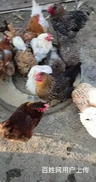 纯正笨鸡蛋，假一罚十 - 图片 2