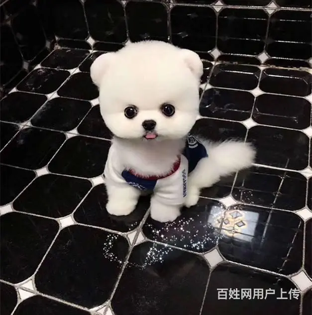 纯种博美幼犬 现对外出售，正宗，纯正 - 图片 6