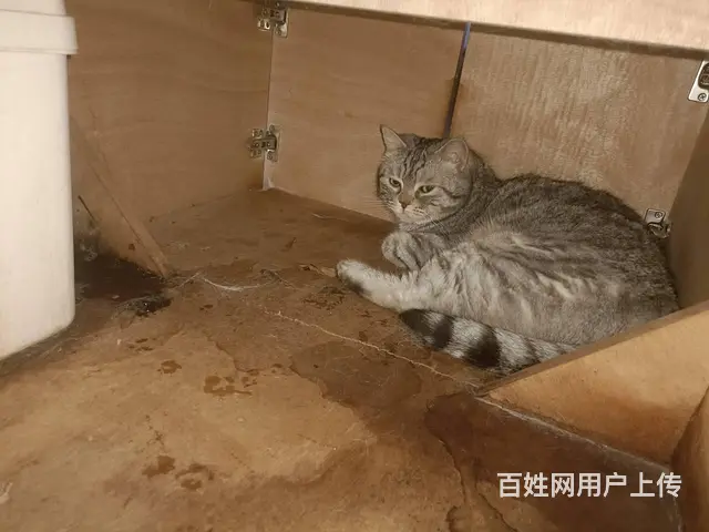 猫丢了如何找回找猫团队真的能找到吗找猫团队电话 - 图片 6