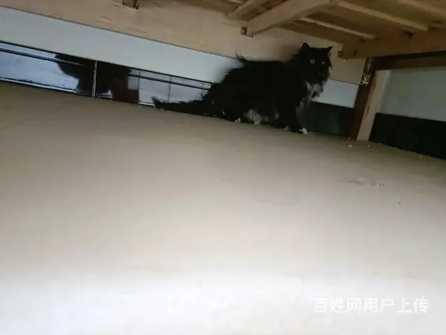 猫跑丢了怎么找 有效洛阳专业找猫团队怎么收费 - 图片 8