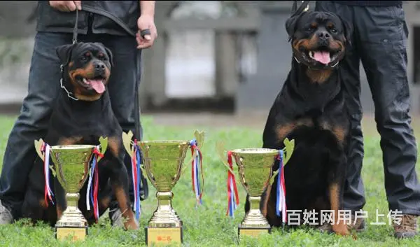 安徽亳州比特犬多少钱狗狗价格 - 图片 10