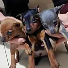 小鹿犬满月了