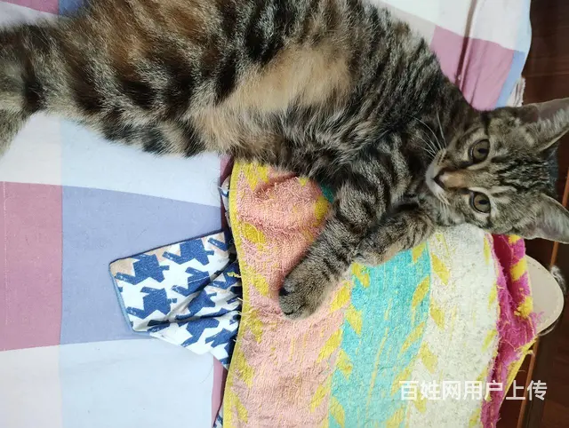 小狸花猫母免费赠送 - 图片 4