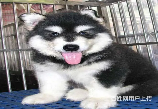 犬舍直销，支持货到付款包健康包纯种，送货上门 - 图片 3